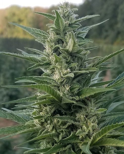 CT Wife Plant- US Hempcare