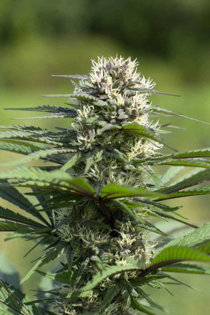 CT Abacus Plant